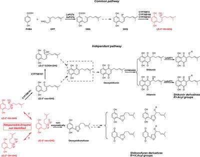 The discovery and characterization of AeHGO in the branching route from shikonin biosynthesis to shikonofuran in Arnebia euchroma